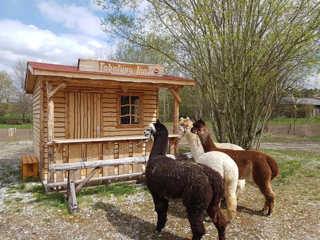 Vier Alpakas vor der Westernhütte „TABALUGA Inn“